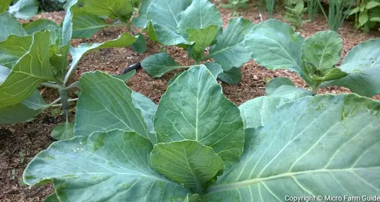 Cabbage seedlings growing in the garden