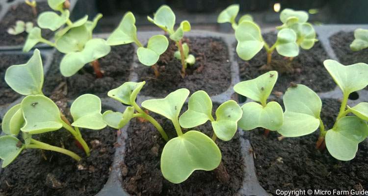Recently Germinated Cabbage Seedlings