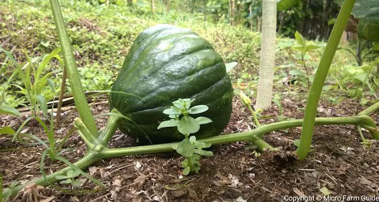 cartwheel pumpkin in syntropic garden