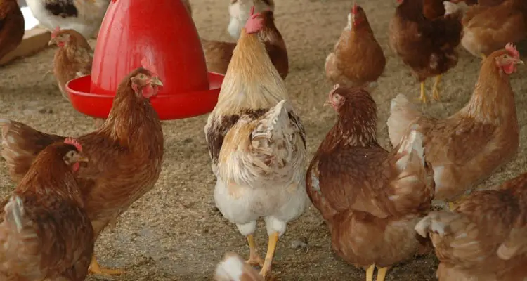 chickens raised in spacious chicken house