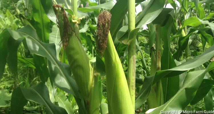 Ears Of Corn On Stalk