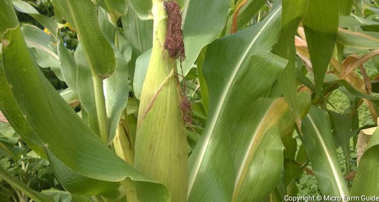 Corn ready to harvest for roasting