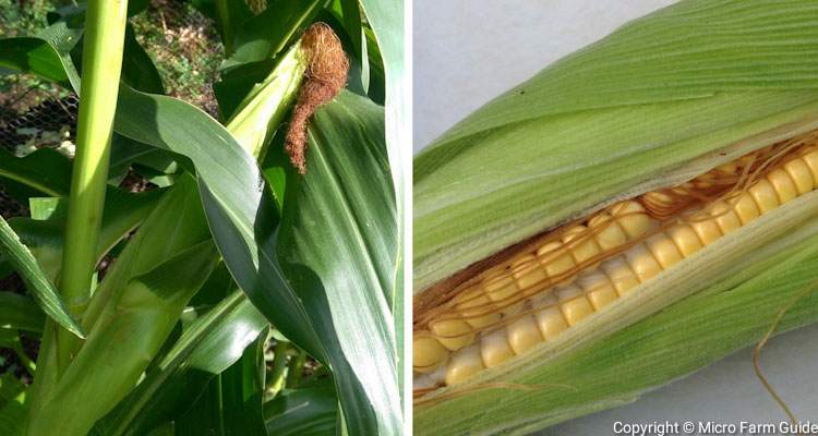 corn ready to harvest on stalk