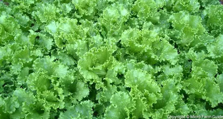 Minetto Crisphead Lettuce Ready To Harvest