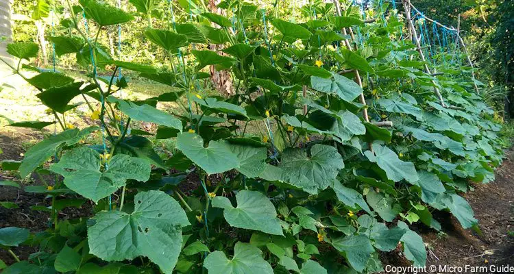 Pruned Cucumber Vines Growing Vertically On A-Frame