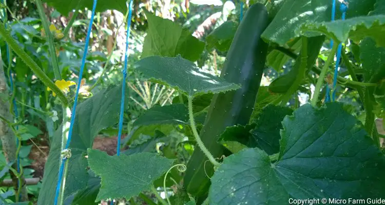 cucumber on trellis ready to harvest