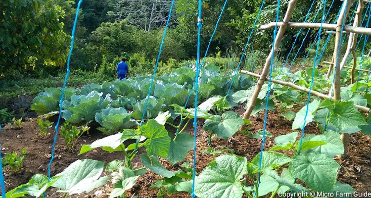 cucumber vine on trellis with view of garden