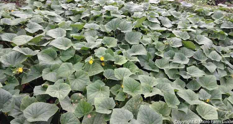 Flowering Cucumbers Vines Covering Garden Beds