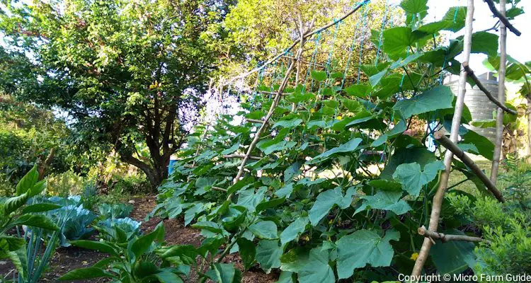 Trellis Covered With Cucumber Vines