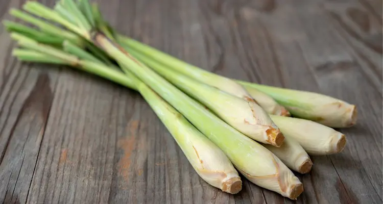 Bunch Of Cut Lemongrass