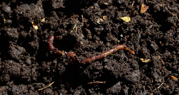 Earthworm In Compost Bin