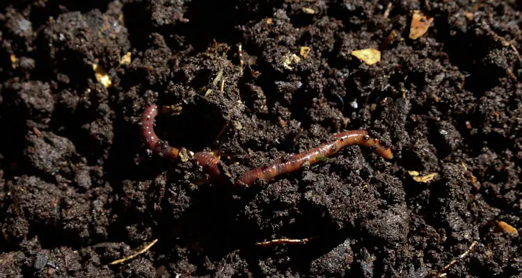 earthworm in compost bin