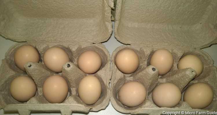 Unwashed Eggs In Cardboard Tray