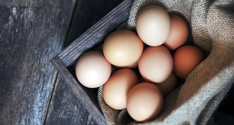 Clean Eggs Collected From Nest Box