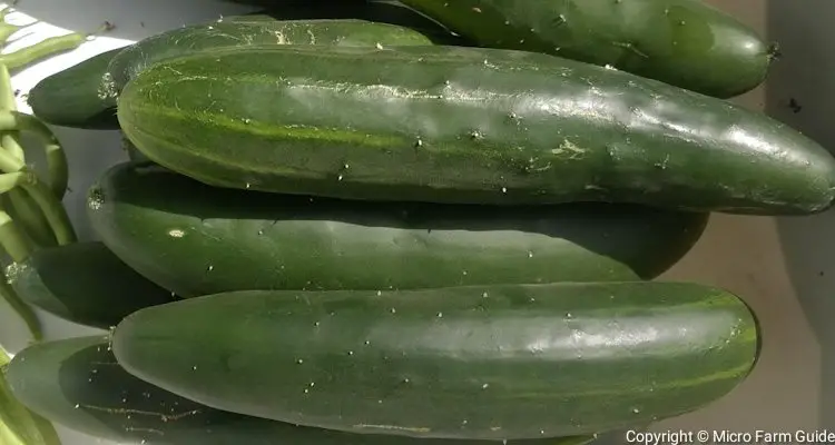 Newly Harvested Cucumbers