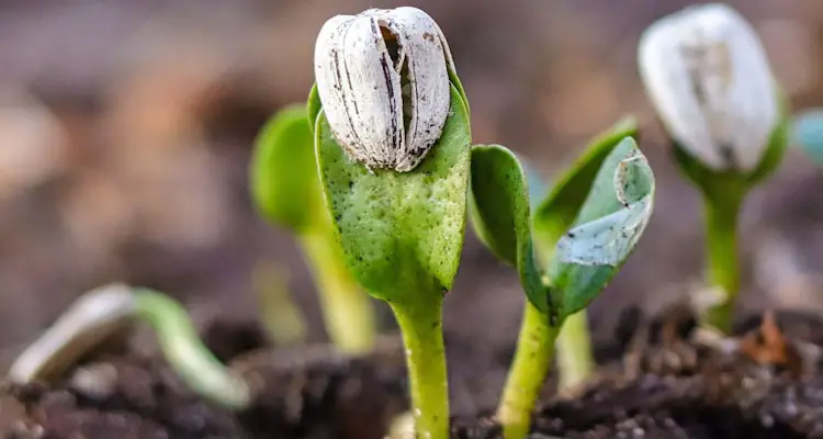 Newly-Germinated Sunflower Seedlings In Garden