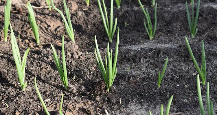 green onions growing in garden