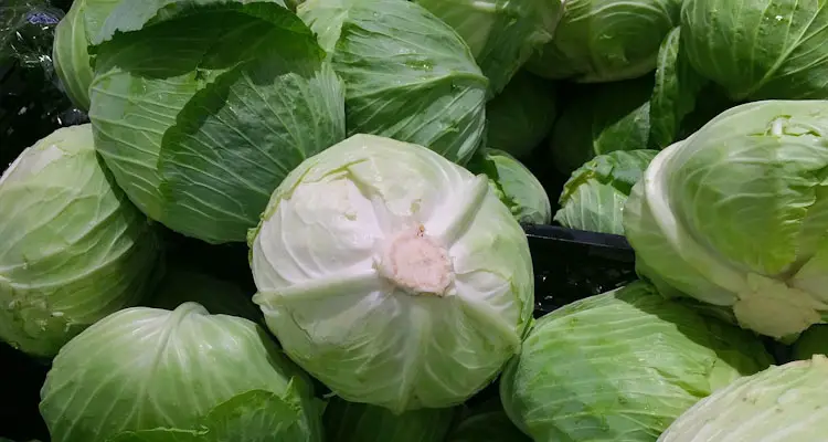 Harvested Cabbage Heads