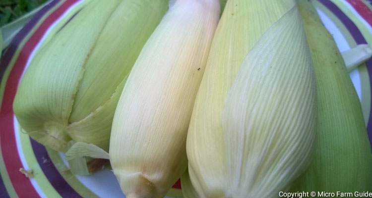 harvested corn