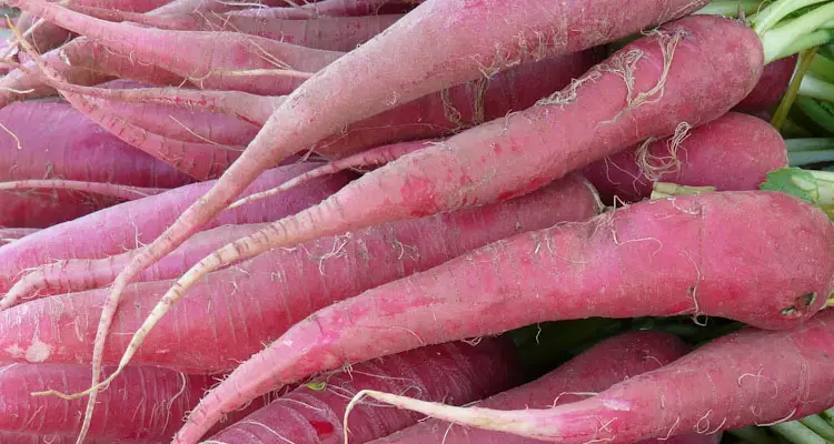 how to store radishes in basement