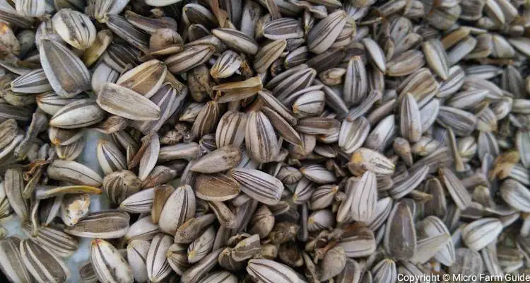 Dried Sunflower Seeds Ready For Storage