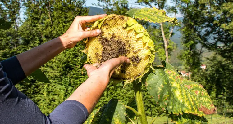 How To Harvest Sunflower Seeds From Stalk