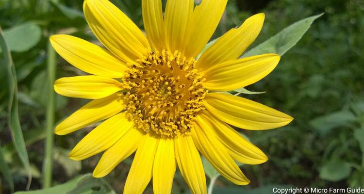 how late can you plant sunflowers