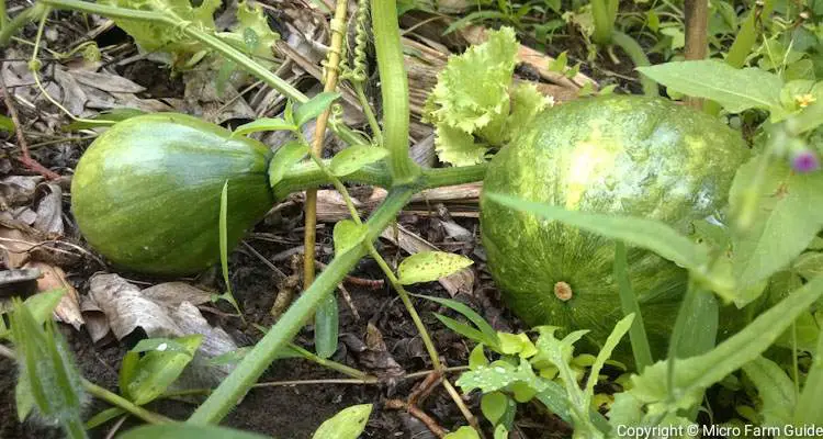 how many pumpkins per plant