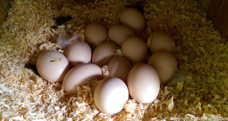 how often do chickens lay eggs