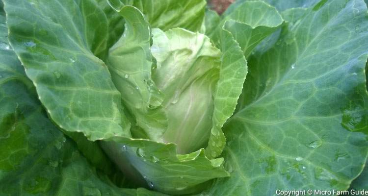 how to grow cabbage