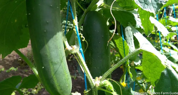 how to grow cucumbers vertically