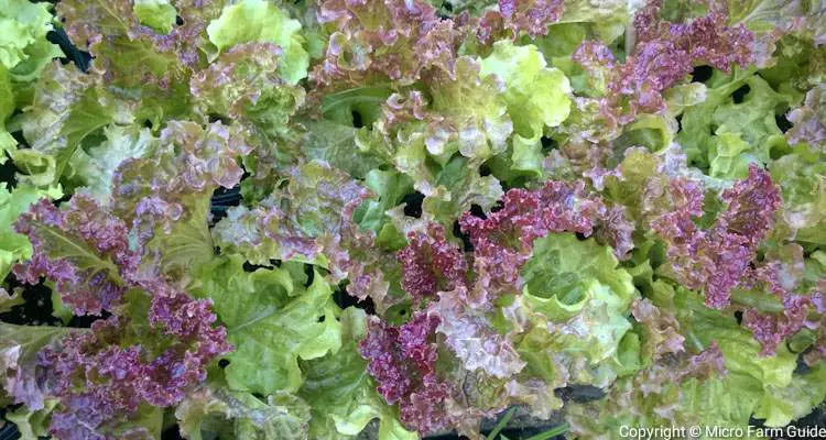 How To Harvest Lettuce - Red Rapid Leaf Lettuce