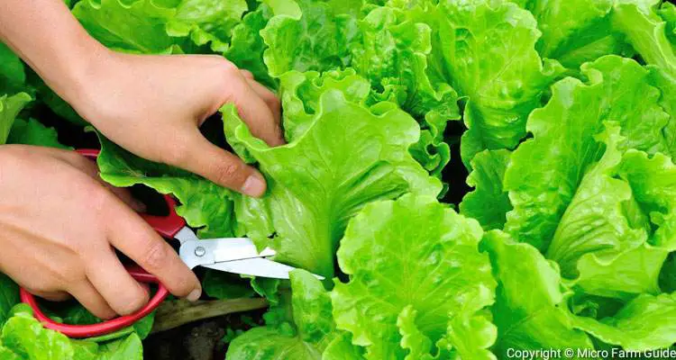 How to harvest lettuce using scissors