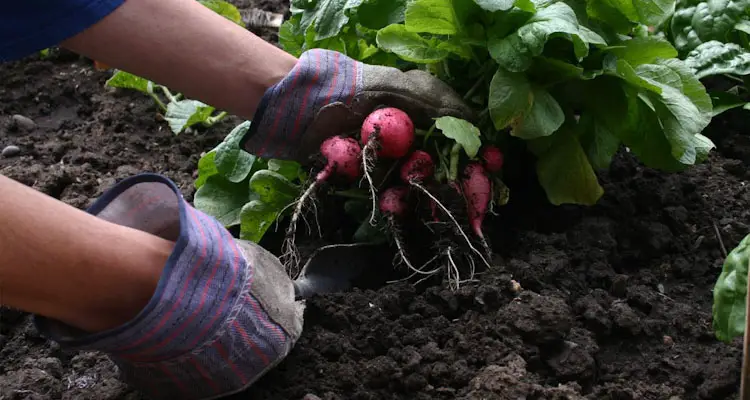 Harvesting Radishes