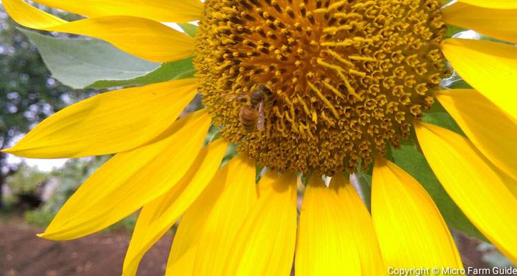 how to harvest sunflower seeds