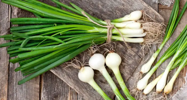 how to keep green onions fresh