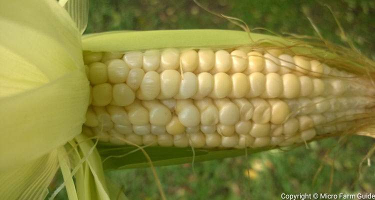 How To Know When To Harvest Corn
