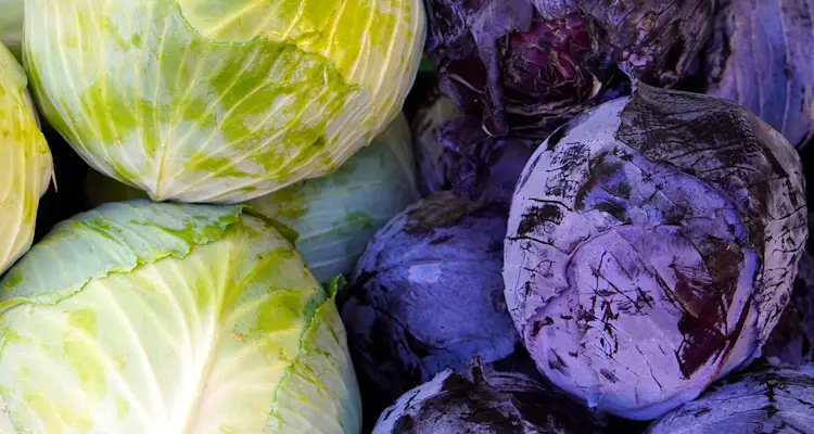 Green And Purple Cabbage In Cold Storage