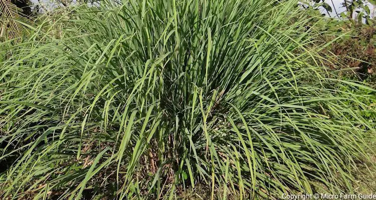 is lemongrass a perennial