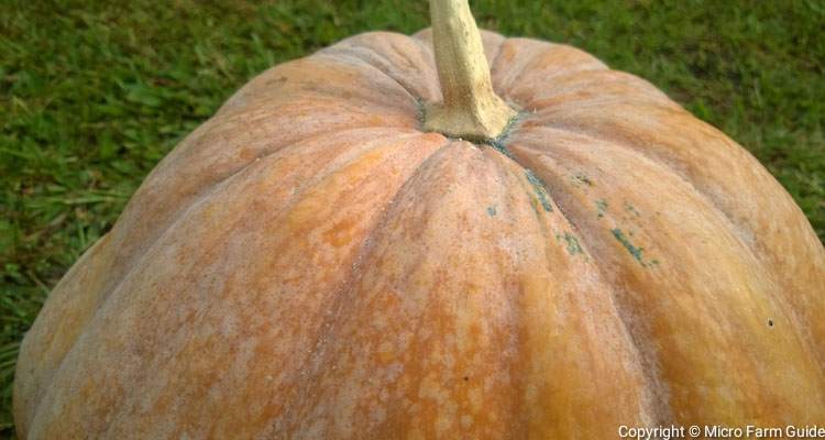 large yellow cartwheel pumpkin