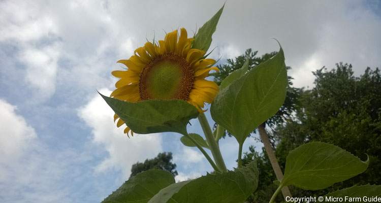 large sunflower head in full bloom