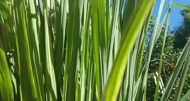 Is lemongrass a perennial