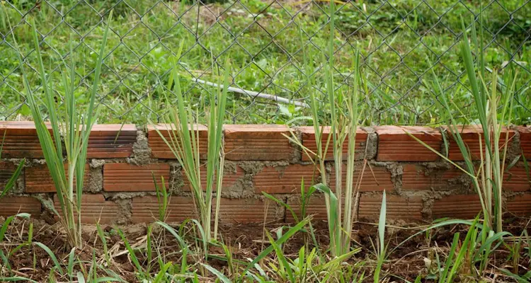 lemongrass fence