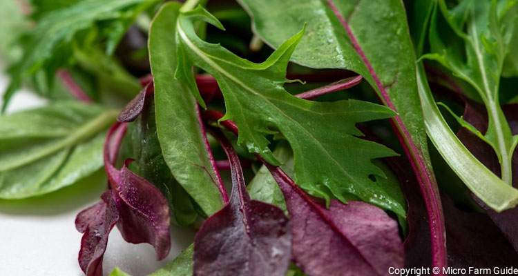 microgreens lettuce salad