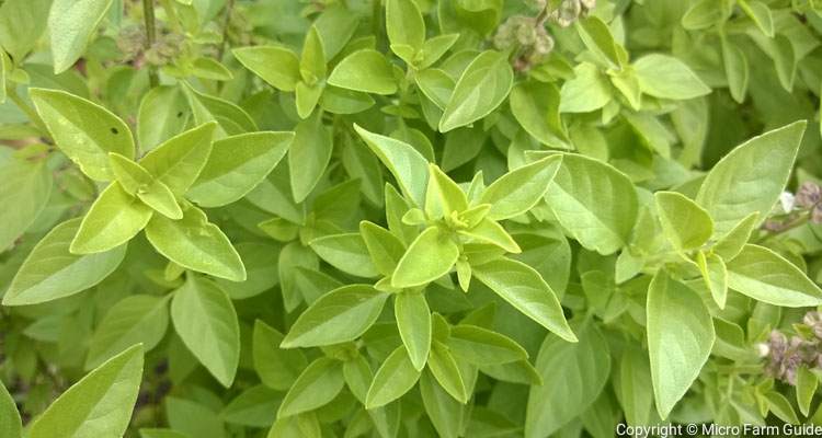 Is Basil A Perennial