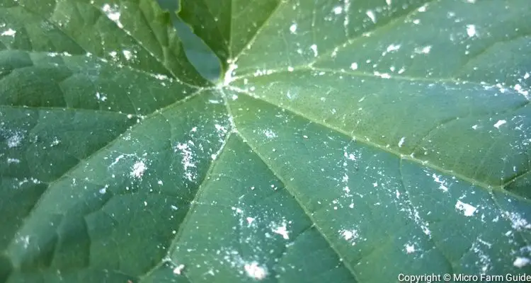 Powdery Mildew On Cucumber Leaves (Early Stage)