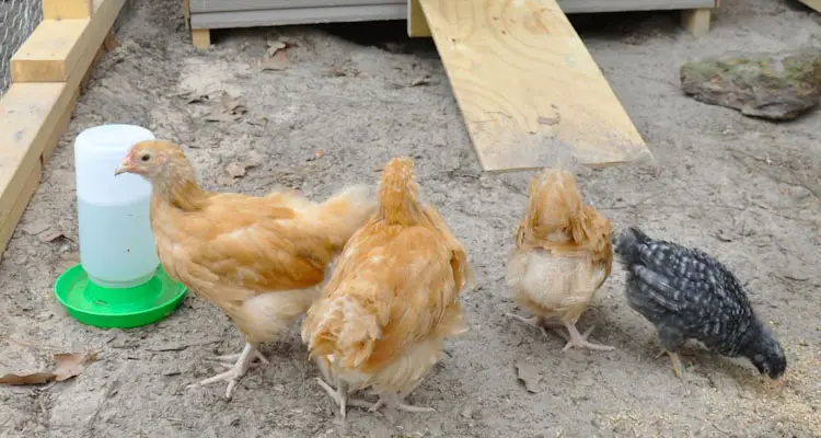 Young Pullets In Chicken Run