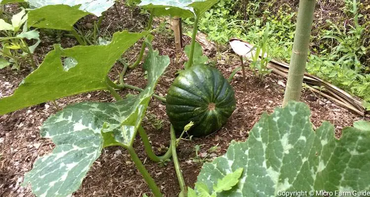 pumpkin growing on 100 foot vine