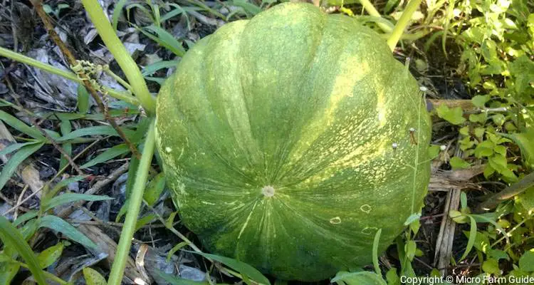 pumpkin ready to harvest