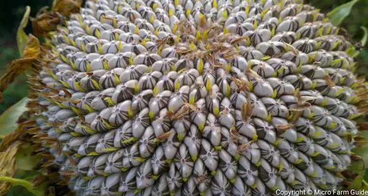 When To Harvest Sunflower Seeds